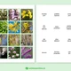 Co kvete na jaře - 48 bylin a dřevin, 3-složkové kartičky, flashcards 6