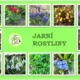 Jarní rostliny (milionář) 2