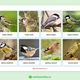 Ptáci na jaře - 48 druhů ptáků, 3-složkové kartičky, flashcards 2