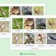 Ptáci na jaře - 48 druhů ptáků, 3-složkové kartičky, flashcards 3