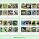 Ptáci na jaře - 48 druhů ptáků, 3-složkové kartičky, flashcards 4