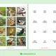 Ptáci na jaře - 48 druhů ptáků, 3-složkové kartičky, flashcards 5
