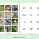 Ptáci na jaře - 48 druhů ptáků, 3-složkové kartičky, flashcards 6