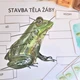 SADA ŽÁBA 2