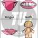 Flashcards - body parts (části těla) 3
