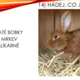 Hádej, kdo jsem! Domácí zvířata 3