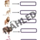 Zoologická zahrada - pracovní listy 6