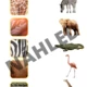 Zoologická zahrada - pracovní listy 5