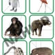 Zoologická zahrada - pracovní listy 3