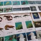 Třísložkové karty/Pexeso Sea Animals 3