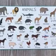 I have, who has? - Animals 4