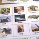 Bingo - Animals 3
