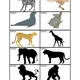 Komunikační kartičky: ZVÍŘATA ZE ZOO 4