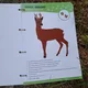 Pracovní listy LESOpoznávačka zvířat 3