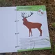 Pracovní listy LESOpoznávačka zvířat 4