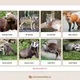 Naši savci - 40 druhů savců, 3-složkové kartičky, flashcards 2