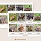 Naši savci - 40 druhů savců, 3-složkové kartičky, flashcards 3