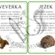ZVÍŘÁTKA V LESE - autorské básničky 2