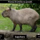 RISKUJ! Savci I. - POZNÁVAČKA 2