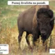 RISKUJ! Savci II. - POZNÁVAČKA 2