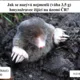 RISKUJ! Savci I. 3