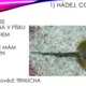 Hádej, co jsem! Paryby a ryby 2