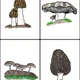 Jedlé houby- kalendář, pexeso, karty aj. 5