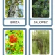 Stromy - jehličnaté a listnaté  3