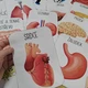 Lidské tělo - tematická příprava s aktivitami 3