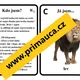 Učíme se poznávat a popisovat nejznámější šelmy kočkovité a psovité - činnost dětí mimo lavice, skupinková aktivita 3