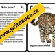 Učíme se poznávat a popisovat nejznámější šelmy kočkovité a psovité - činnost dětí mimo lavice, skupinková aktivita 4