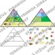Zdravá výživa - Pyramida zdravé výživy  2