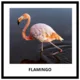 BIRDS - memory game (32 species) 3