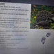 Les a zvířata pro 1.st.ZŠ 3