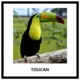 BIRDS - memory game (32 species) 2