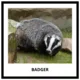 MAMMALS - memory game (pexeso) - big set (100 cards) 2