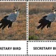 ANGLICKÉ Třísložkové karty - BIRDS (30 druhů) 2