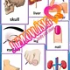 The human body flashcards 2
