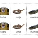 UČÍME SE POZNÁVAT NEJZNÁMĚJŠÍ HADY - další sada k aktivitě mimo lavice 5