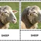 MAMMALS - anglické třísložkové karty 4