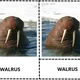 MAMMALS - anglické třísložkové karty 3