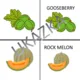 Slovní zásoba v prezentaci - OVOCE / FRUIT - žádný tisk a laminování 2