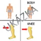 Slovní zásoba v prezentaci - BODY / LIDSKÉ TĚLO - žádný tisk a laminování 2