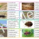 Přírodopis - 6. a 7. ročník - bezobratlí - poznávačka 3