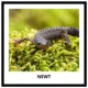AMPHIBIANS, REPTILES - memory game (30 species) 4