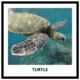 AMPHIBIANS, REPTILES - memory game (30 species) 3