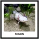 AMPHIBIANS, REPTILES - memory game (30 species) 2