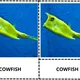 ANGLICKÉ Třísložkové karty - FISH (30 druhů) 4