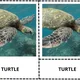 ANGLICKÉ Třísložkové karty - REPTILES, AMPHIBIANS (30 druhů) 2