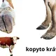 POZNÁVAČKA RODIN ZVÍŘAT - NĚKOLIK AKTIVIT 3